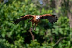 DPPhotography - Pantanal - Black-collared hawk - X