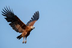 DPPhotography - Pantanal - Black-collared hawk - Z