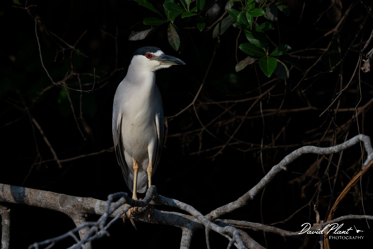 DPPhotography - Pantanal - Black-crowned night heron - A.jpg - Black-crowned night heron, adult  - Pantanal, Brazil