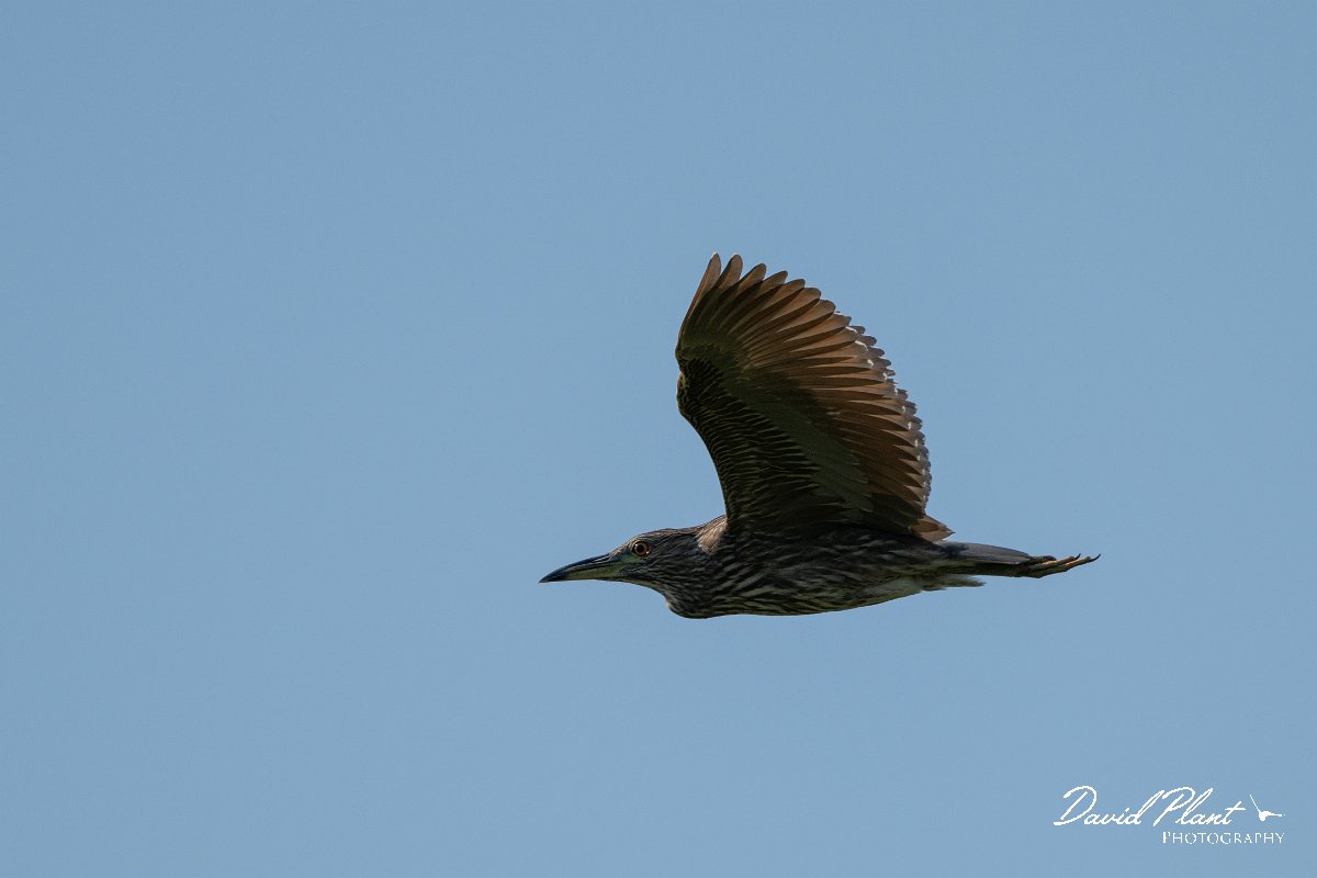 DPPhotography - Pantanal - Black-crowned night heron - B.jpg - Black-crowned night heron, juvenile  - Pantanal, Brazil