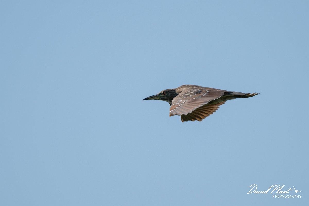 DPPhotography - Pantanal - Black-crowned night heron - C.jpg - Black-crowned night heron, juvenile  - Pantanal, Brazil