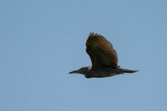 DPPhotography - Pantanal - Black-crowned night heron - B