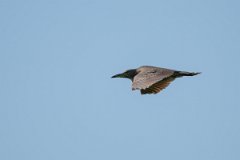 DPPhotography - Pantanal - Black-crowned night heron - C