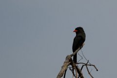 DPPhotography - Pantanal - Black nunbird - B