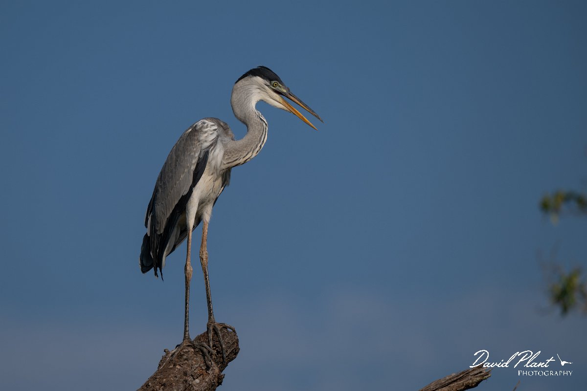 DPPhotography - Pantanal - Black-headed heron - A.jpg - Black-headed heron - Rio São Lourenço, Pantanal, Brazil
