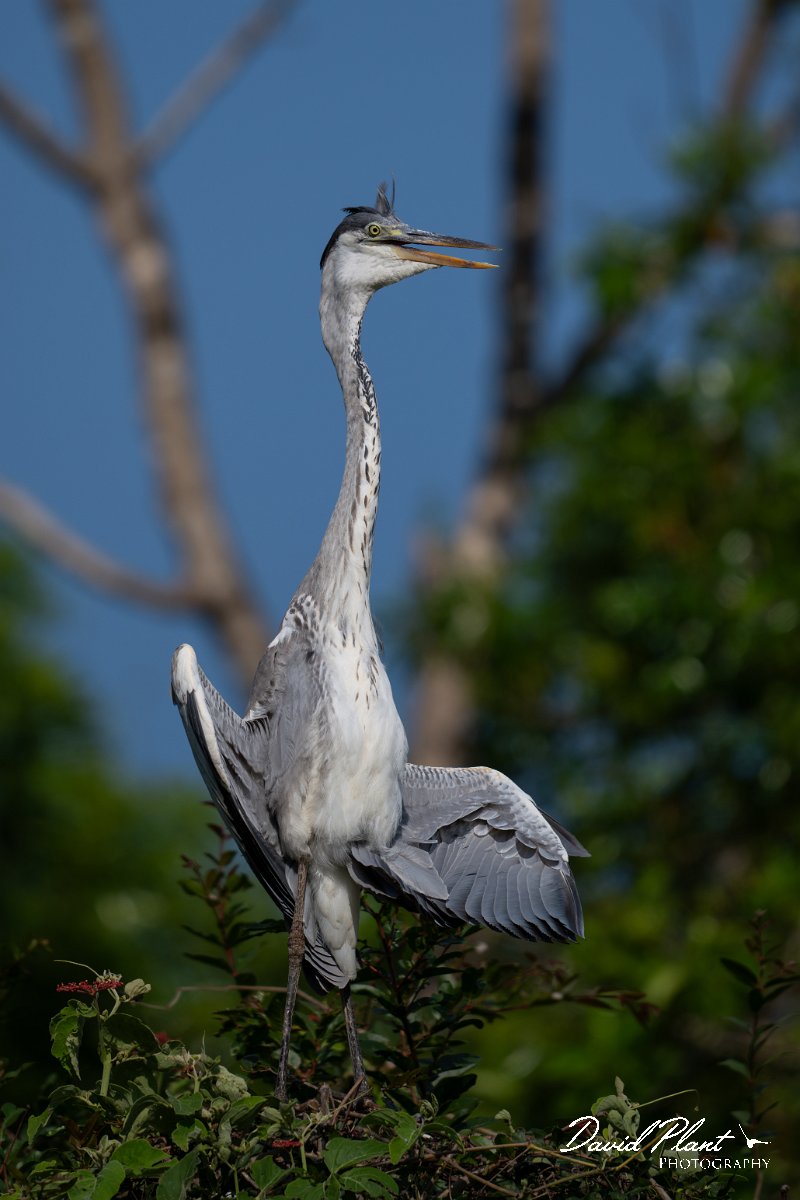 DPPhotography - Pantanal - Black-headed heron - C.jpg - Black-headed heron - Rio São Lourenço, Pantanal, Brazil