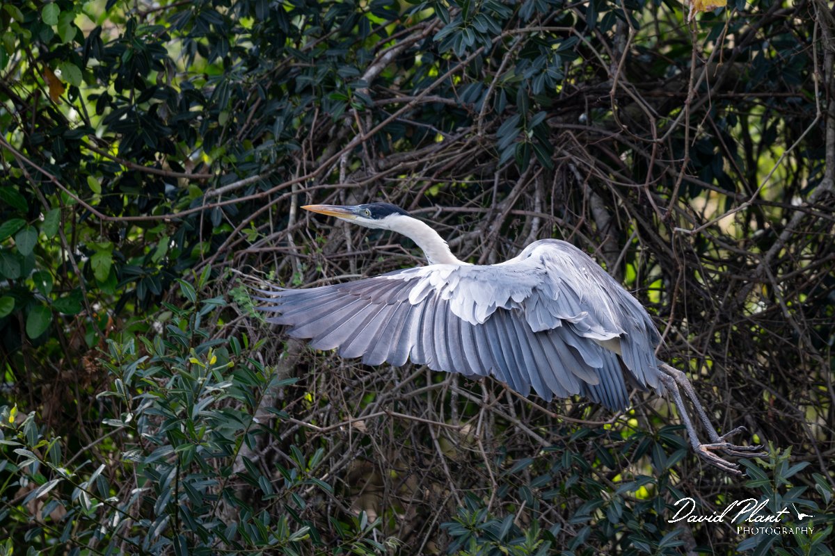 DPPhotography - Pantanal - Black-headed heron - D.jpg - Black-headed heron - Rio Sararé, Pantanal, Brazil