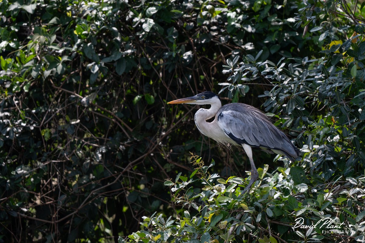 DPPhotography - Pantanal - Black-headed heron - E.jpg - Black-headed heron - Rio Sararé, Pantanal, Brazil