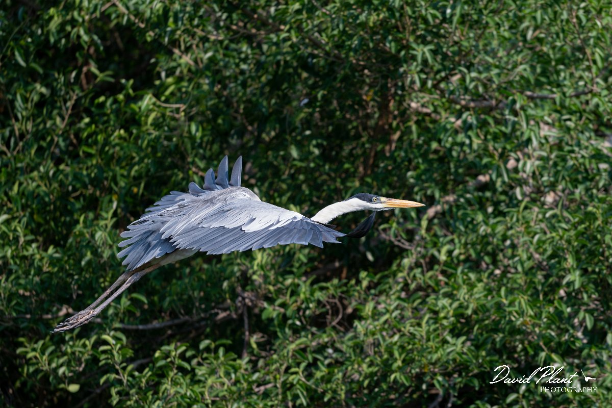 DPPhotography - Pantanal - Black-headed heron - F.jpg - Black-headed heron - Rio Sararé, Pantanal, Brazil
