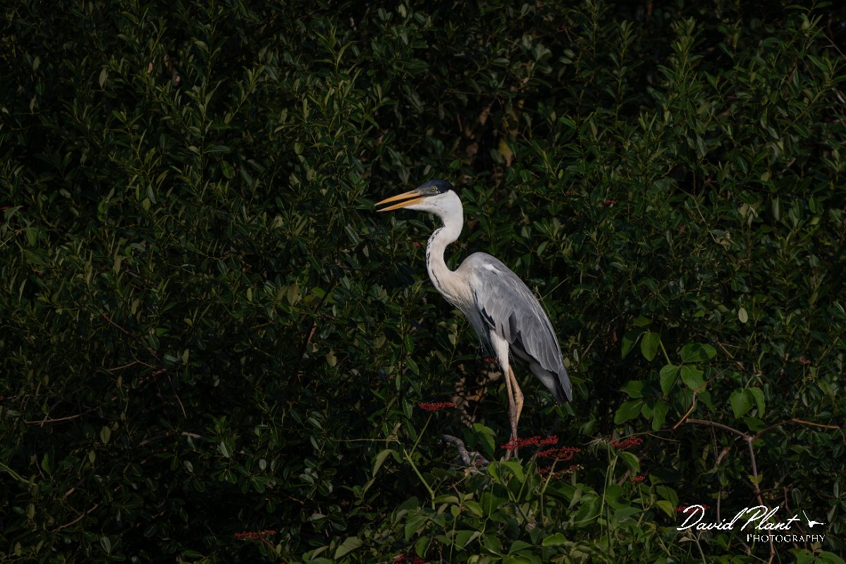 DPPhotography - Pantanal - Black-headed heron - G.jpg - Black-headed heron - Rio Sararé, Pantanal, Brazil