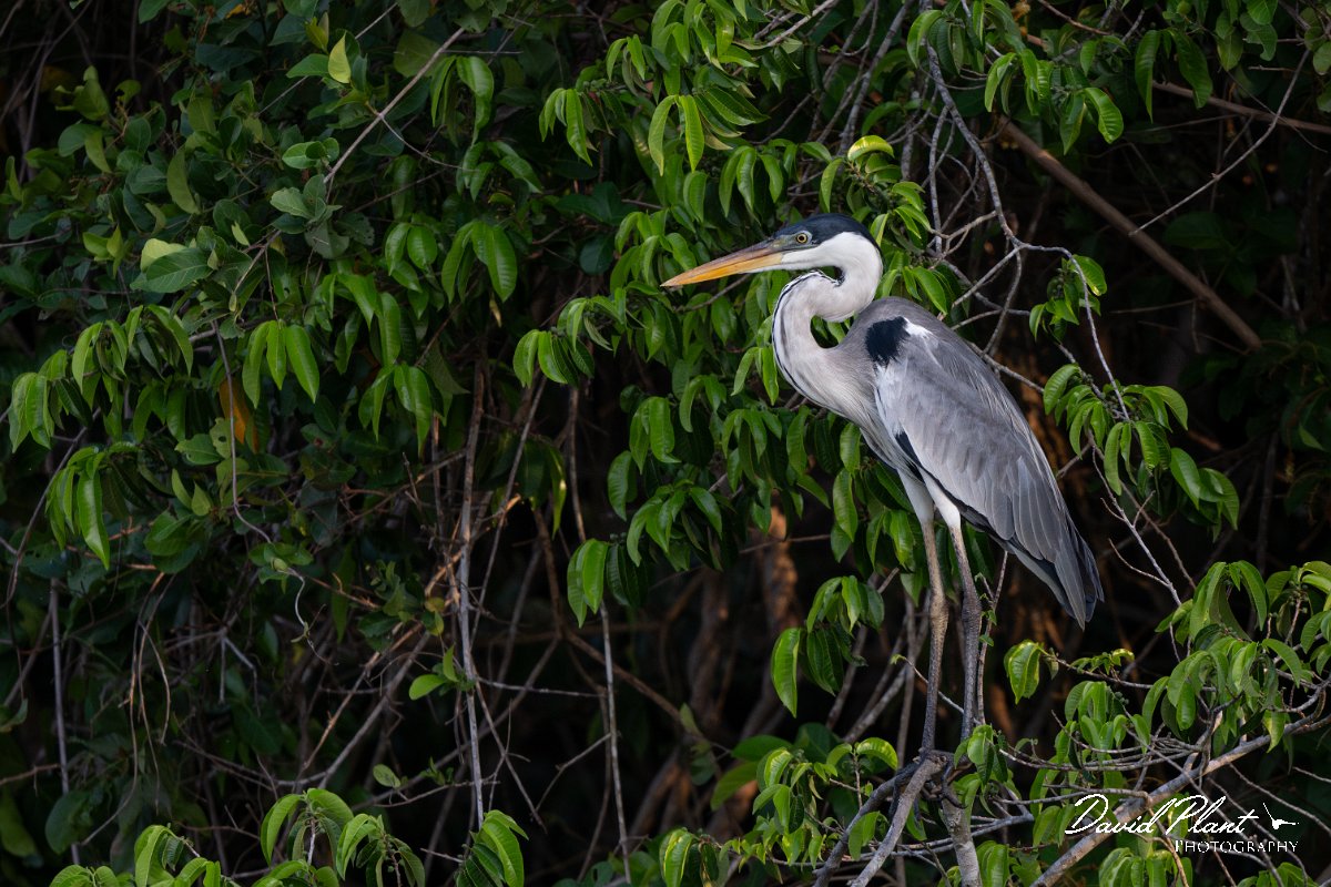 DPPhotography - Pantanal - Black-headed heron - H.jpg - Black-headed heron - Rio Sararé, Pantanal, Brazil