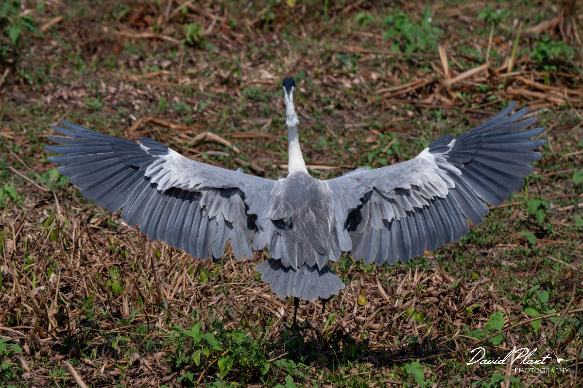 DPPhotography - Pantanal - Black-headed heron - I.jpg - Black-headed heron - Transpantaneira, Brazil