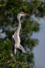 DPPhotography - Pantanal - Black-headed heron - B