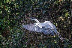 DPPhotography - Pantanal - Black-headed heron - D