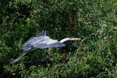 DPPhotography - Pantanal - Black-headed heron - F