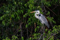 DPPhotography - Pantanal - Black-headed heron - H