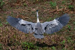 DPPhotography - Pantanal - Black-headed heron - I