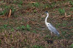 DPPhotography - Pantanal - Black-headed heron - J