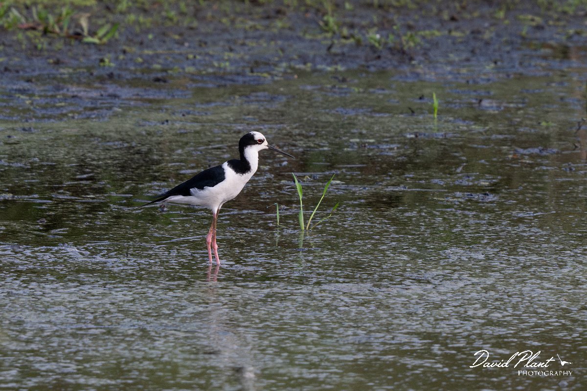 DPPhotography - Pantanal - Black-necked stilt - A.jpg - Black-necked stilt - Transpantaneira, Brazil