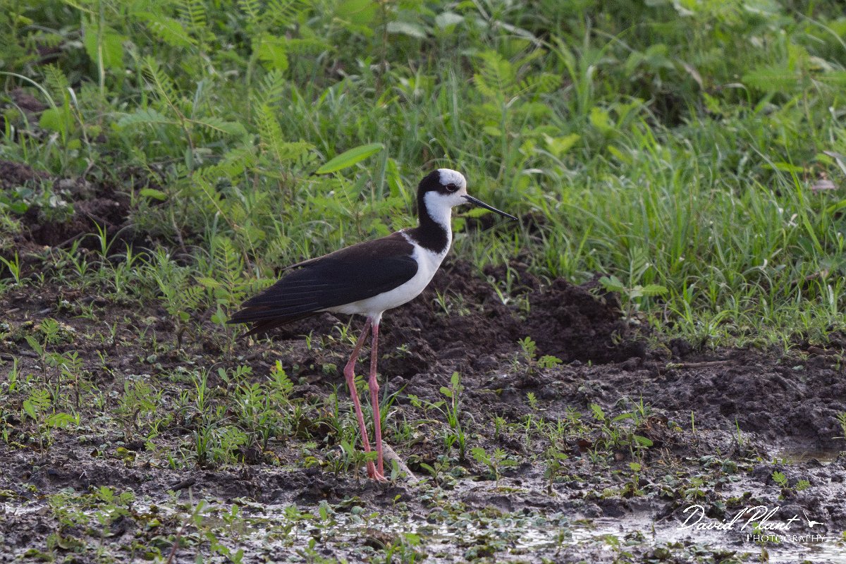 DPPhotography - Pantanal - Black-necked stilt - B.jpg - Black-necked stilt - Transpantaneira, Brazil