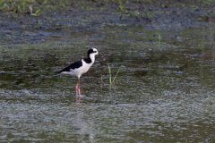 DPPhotography - Pantanal - Black-necked stilt - A