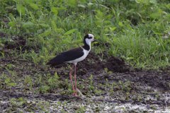 DPPhotography - Pantanal - Black-necked stilt - B