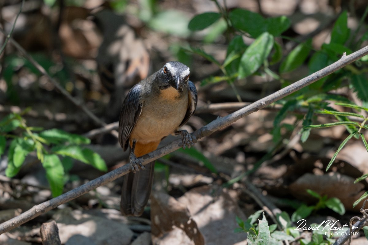 DPPhotography - Pantanal - Bluish-grey saltator - B.jpg - Bluish-grey saltator - Pantanal, Brazil