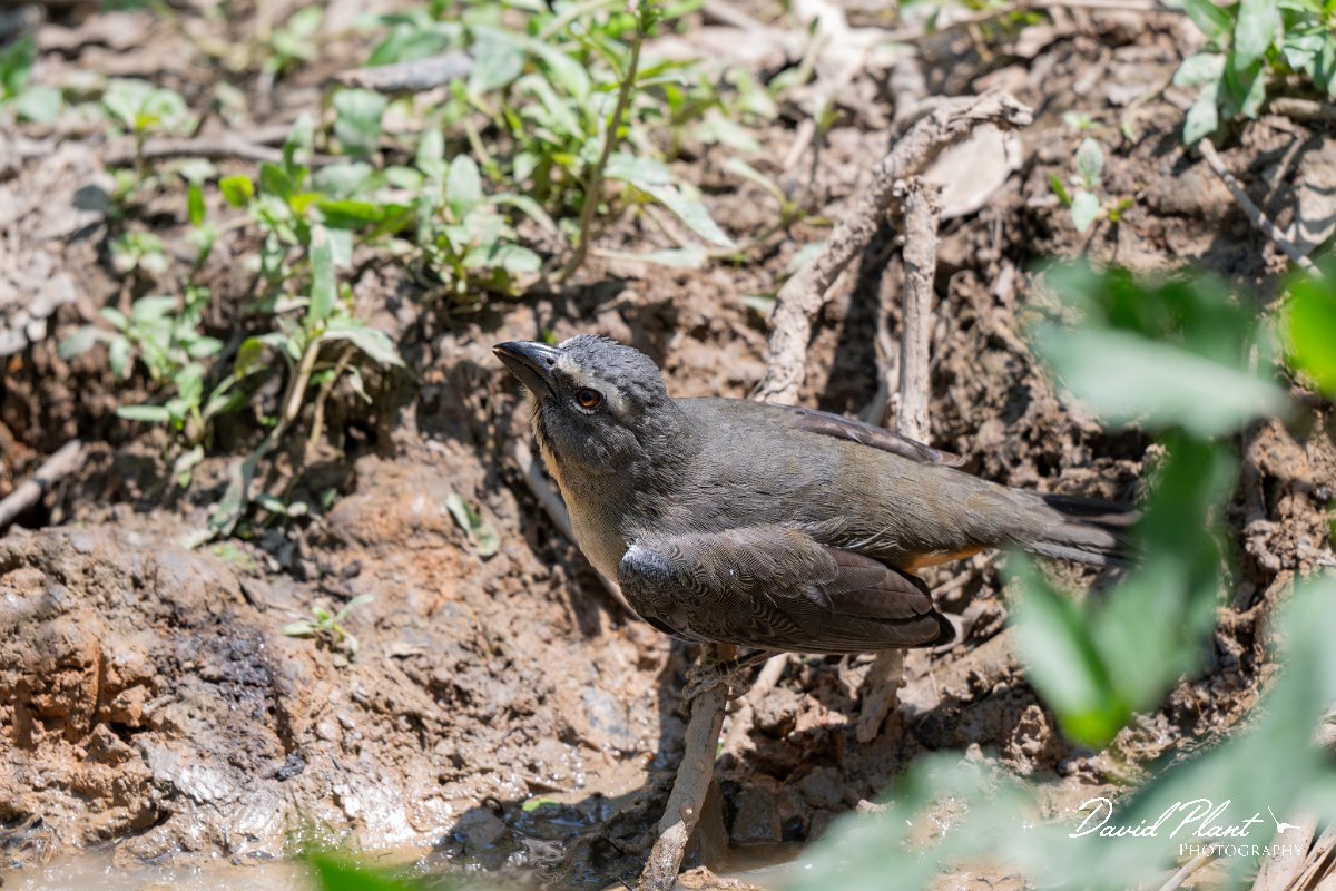 DPPhotography - Pantanal - Bluish-grey saltator - D.jpg - Bluish-grey saltator - Pantanal, Brazil