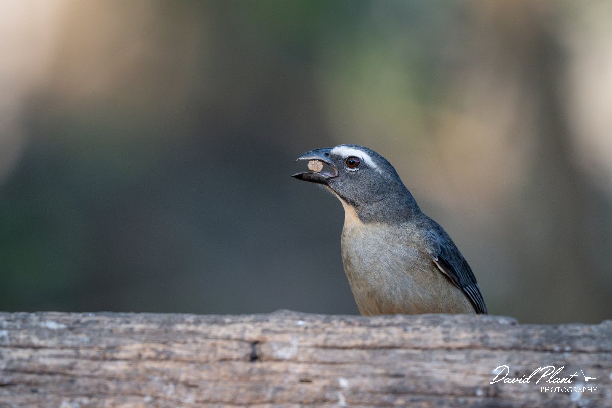 DPPhotography - Pantanal - Bluish-grey saltator - E.jpg - Bluish-grey saltator - Pantanal, Brazil