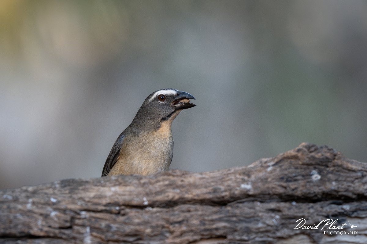 DPPhotography - Pantanal - Bluish-grey saltator - F.jpg - Bluish-grey saltator - Pantanal, Brazil