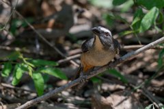 DPPhotography - Pantanal - Bluish-grey saltator - A