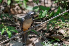 DPPhotography - Pantanal - Bluish-grey saltator - C