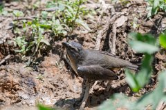 DPPhotography - Pantanal - Bluish-grey saltator - D