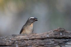 DPPhotography - Pantanal - Bluish-grey saltator - F