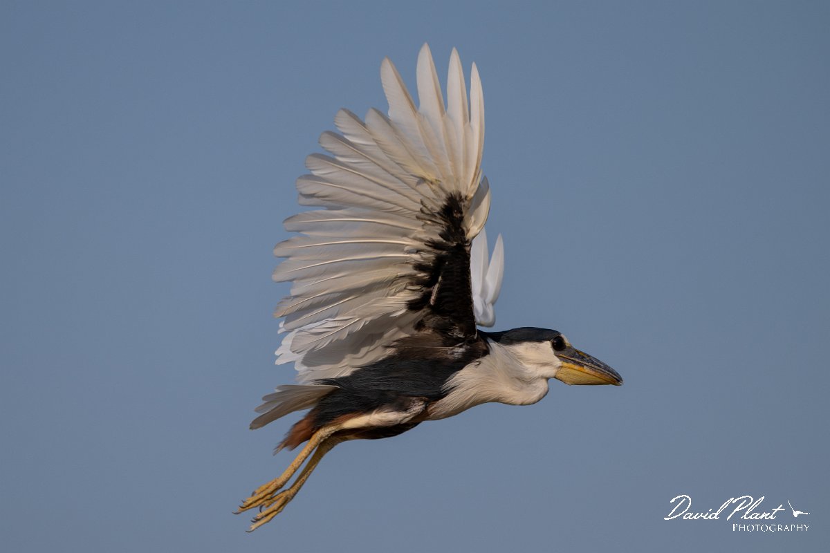 DPPhotography - Pantanal - Boat-billed heron - A.jpg - Boat-billed heron, adult - Rio São Lourenço, Pantanal, Brazil
