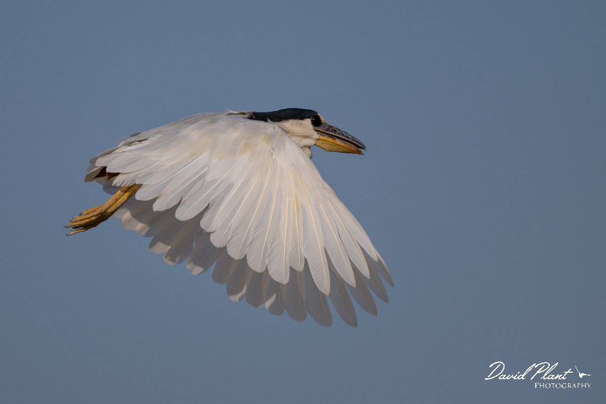 DPPhotography - Pantanal - Boat-billed heron - B.jpg - Boat-billed heron, adult - Rio São Lourenço, Pantanal, Brazil