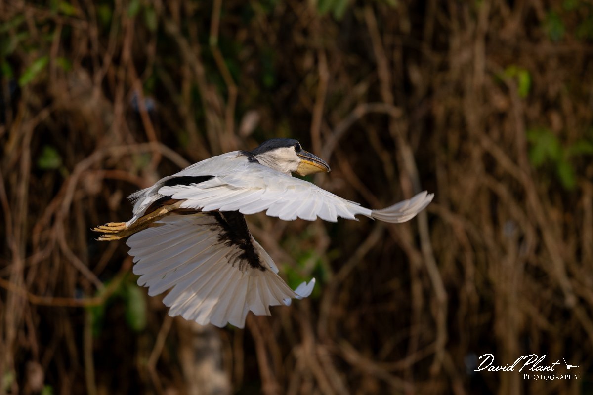 DPPhotography - Pantanal - Boat-billed heron - D.jpg - Boat-billed heron, adult - Rio São Lourenço, Pantanal, Brazil