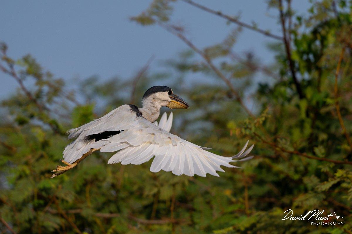 DPPhotography - Pantanal - Boat-billed heron - F.jpg - Boat-billed heron, adult - Rio São Lourenço, Pantanal, Brazil