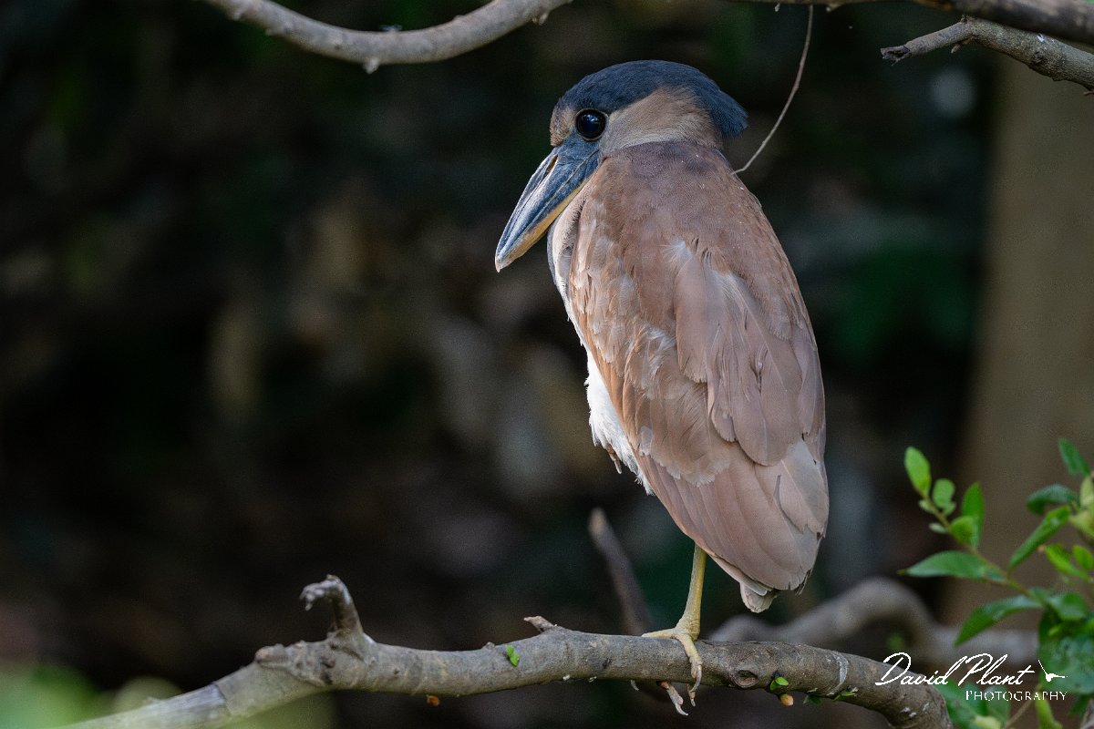 DPPhotography - Pantanal - Boat-billed heron - H.jpg - Boat-billed heron, juvenile - Rio São Lourenço, Pantanal, Brazil