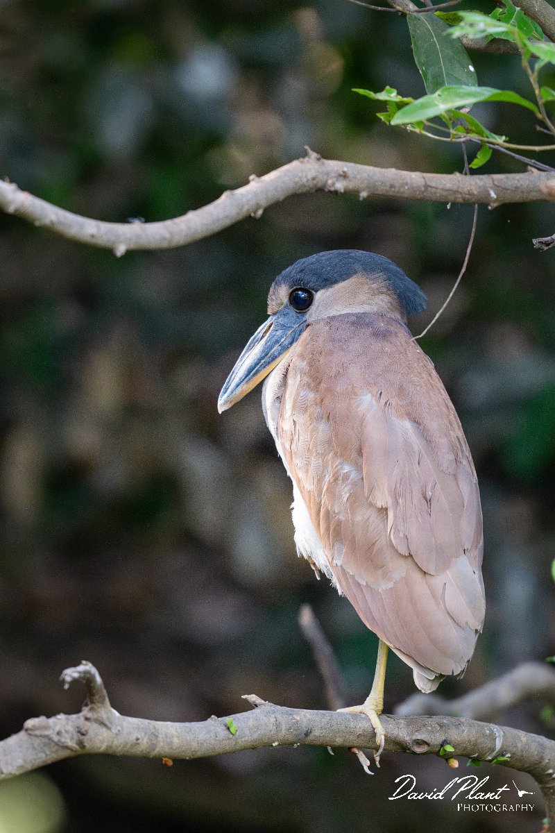 DPPhotography - Pantanal - Boat-billed heron - I.jpg - Boat-billed heron, juvenile - Rio São Lourenço, Pantanal, Brazil