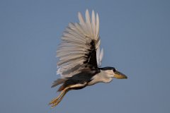 DPPhotography - Pantanal - Boat-billed heron - A