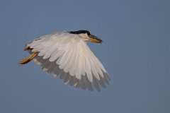 DPPhotography - Pantanal - Boat-billed heron - B