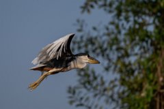 DPPhotography - Pantanal - Boat-billed heron - C