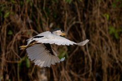 DPPhotography - Pantanal - Boat-billed heron - D