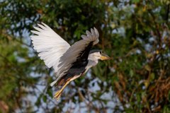 DPPhotography - Pantanal - Boat-billed heron - E