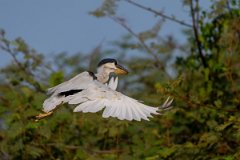 DPPhotography - Pantanal - Boat-billed heron - F