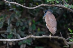 DPPhotography - Pantanal - Boat-billed heron - G