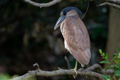 DPPhotography - Pantanal - Boat-billed heron - H