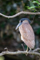 DPPhotography - Pantanal - Boat-billed heron - I