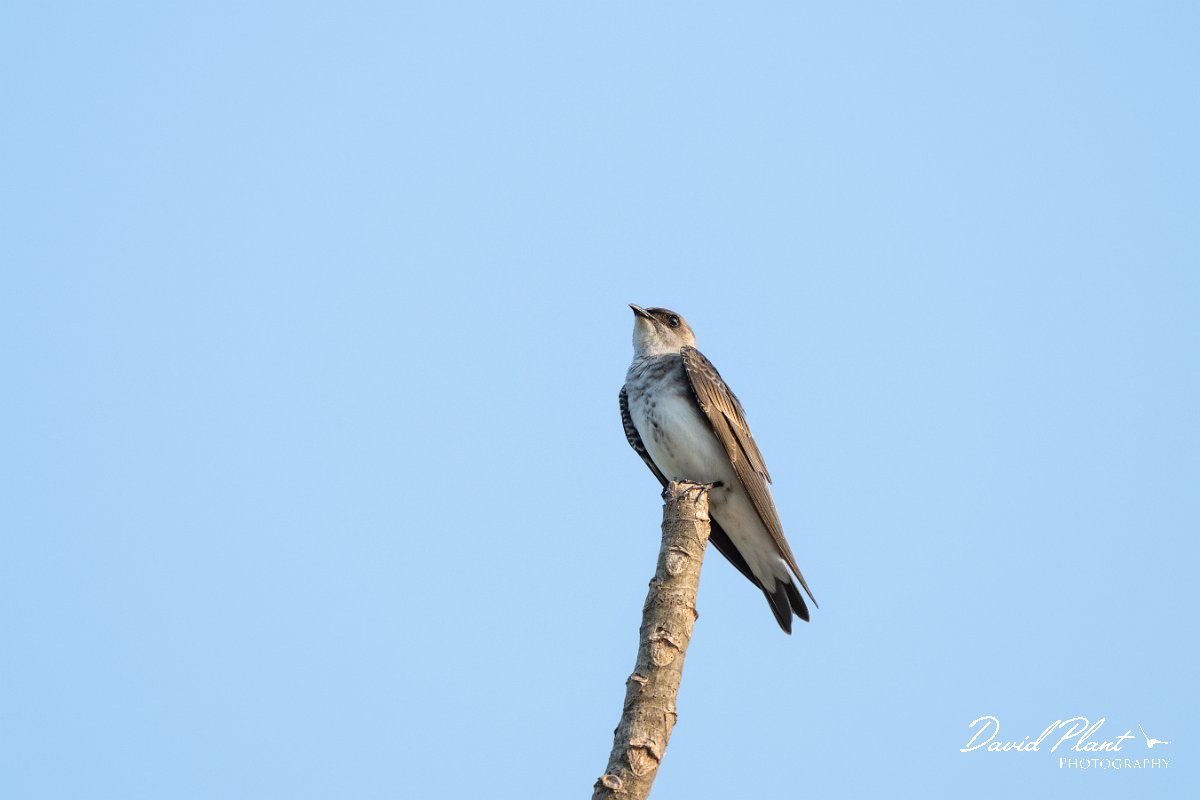 DPPhotography - Pantanal - Brown-chested martin - B.jpg - Brown-chested martin - Pantanal, Brazil